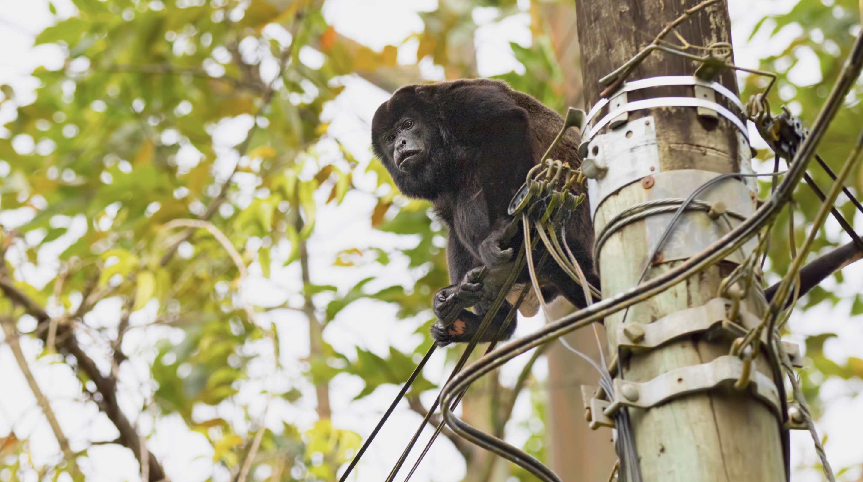 30 Pics Showing The Unstoppable Monkeyfication of Our Cities 